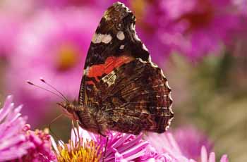 智能日志分析的ip攻击器网页版ddos